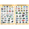 Fish ID Slates fish